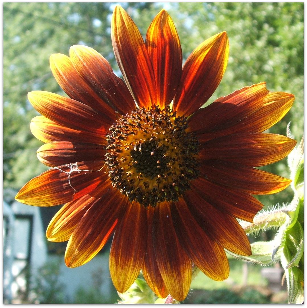 God's Growing Garden "Prado" Sunflowers